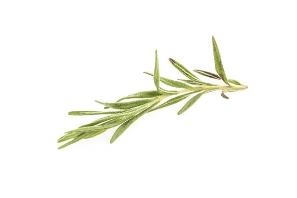 Rosemary — Stock Photo, Image