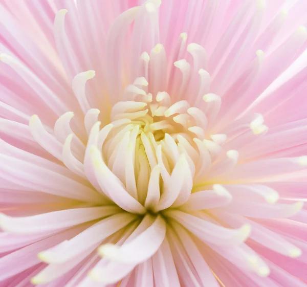 Flor — Fotografia de Stock