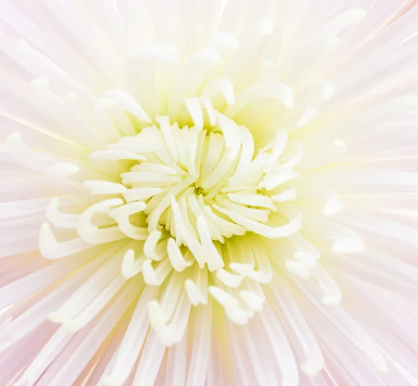 Flower — Stock Photo, Image