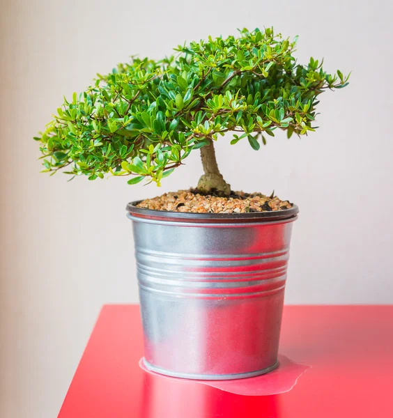 Plant in vase — Stock Photo, Image