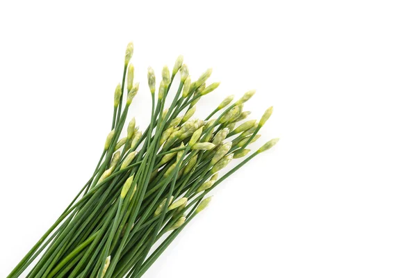 Garlic chives — Stock Photo, Image