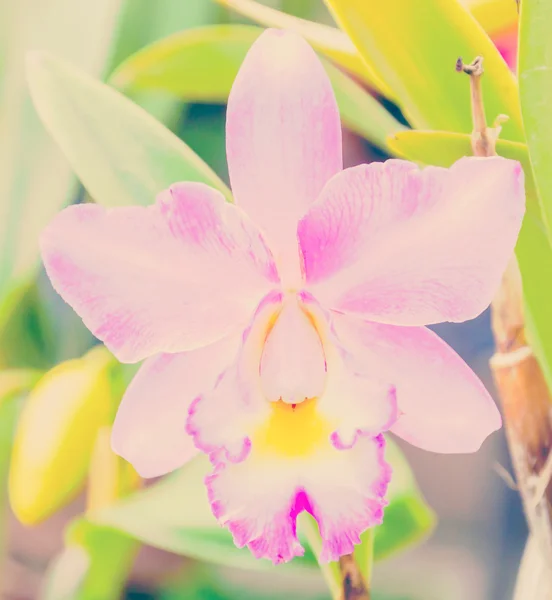 Orchideen — Stockfoto