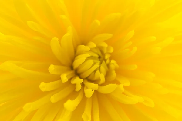 Fiore giallo — Foto Stock