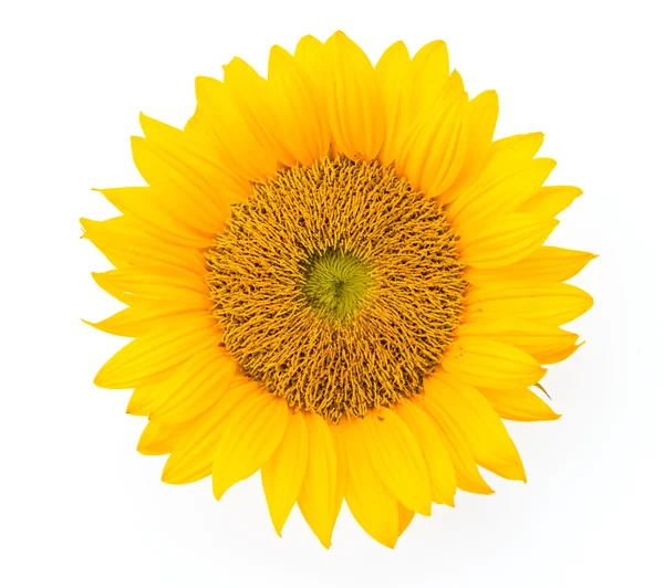 Zonnebloemen — Stockfoto