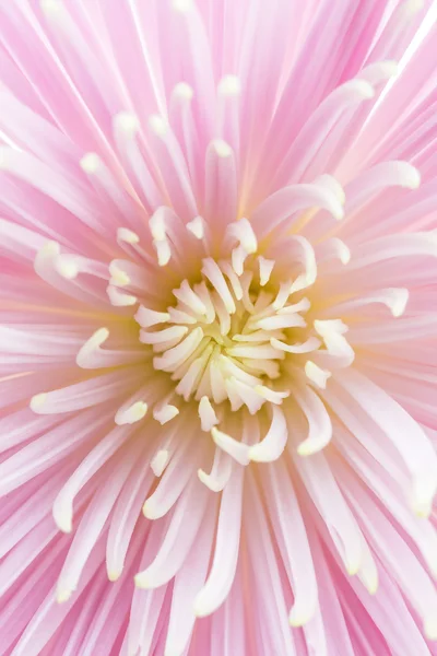 Flower — Stock Photo, Image