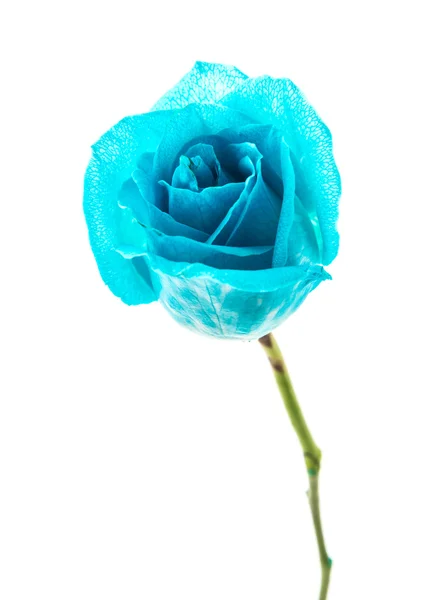 Blue rose — Stock Photo, Image