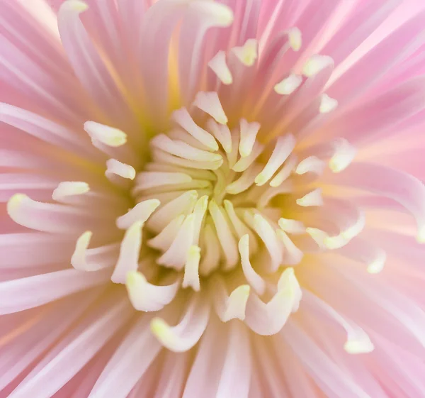 Flower — Stock Photo, Image