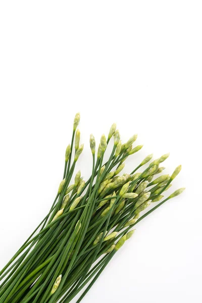 Garlic chives — Stock Photo, Image