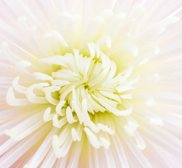 White flower — Stock Photo, Image