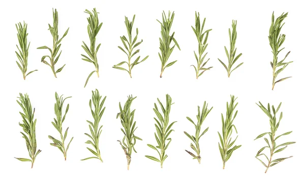 Rosemary branches — Stock Photo, Image