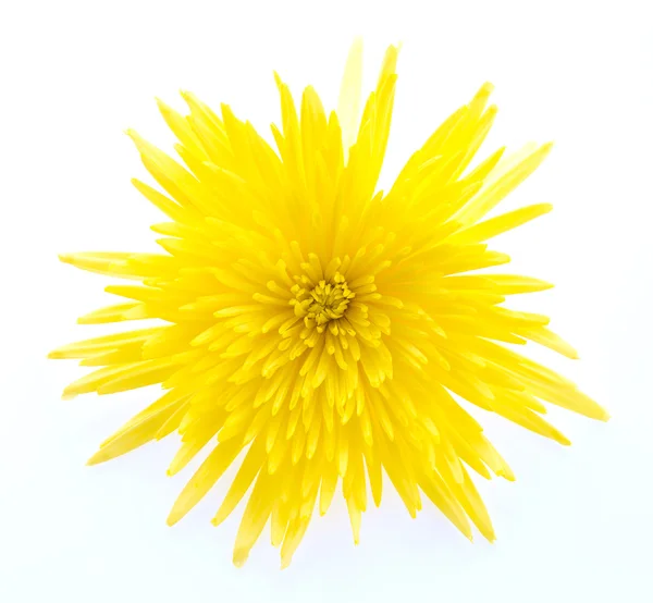 Fiore giallo — Foto Stock