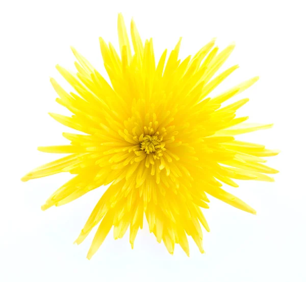 Gelbe Blüte — Stockfoto