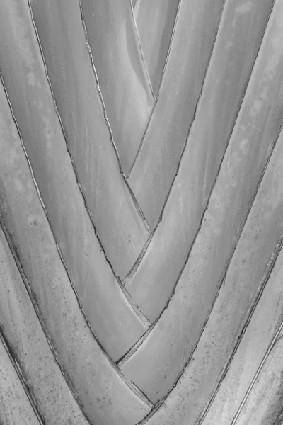 Banana tree textura — Stock fotografie