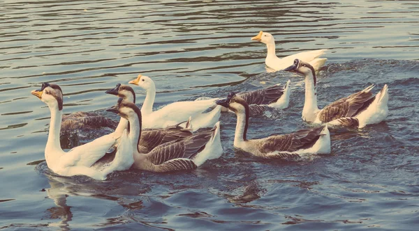 Patos no rio — Fotografia de Stock