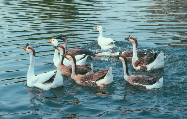 Patos no rio — Fotografia de Stock