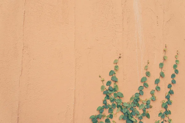 Пустая стена с листьями — стоковое фото
