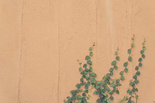 Пустая стена с листьями — стоковое фото