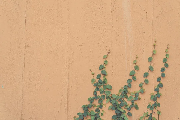 Pared vacía con hojas —  Fotos de Stock