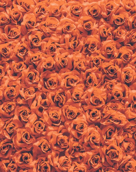 Fondo de rosas —  Fotos de Stock