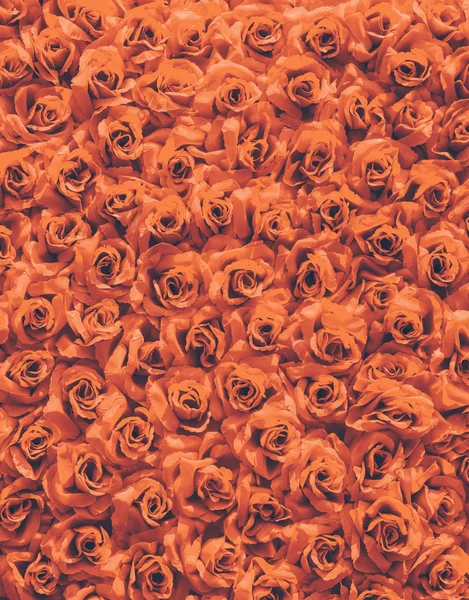 Fondo de rosas — Foto de Stock