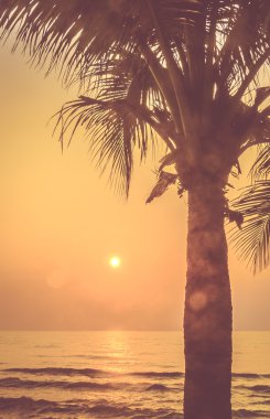 siluet palm günbatımı