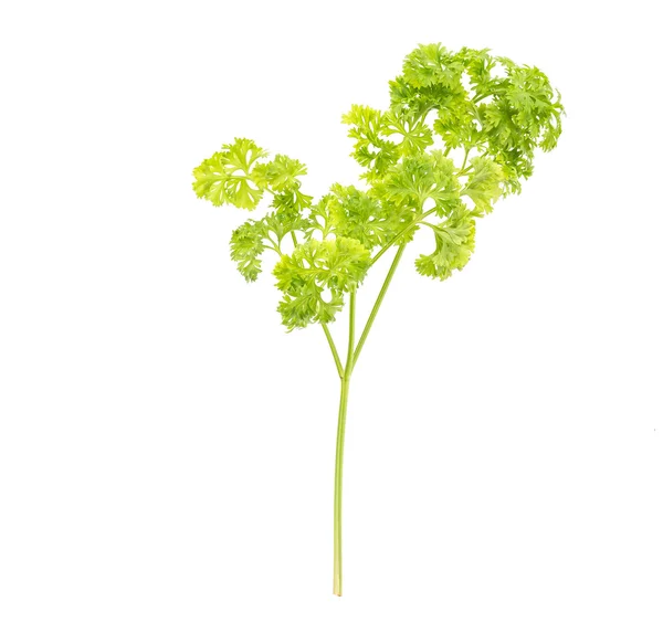 Parsley — Stock Photo, Image