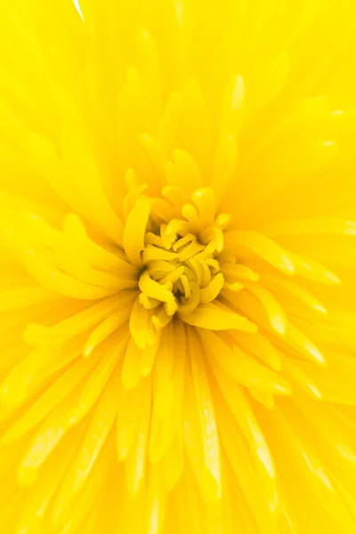 Yellow flower — Stock Photo, Image