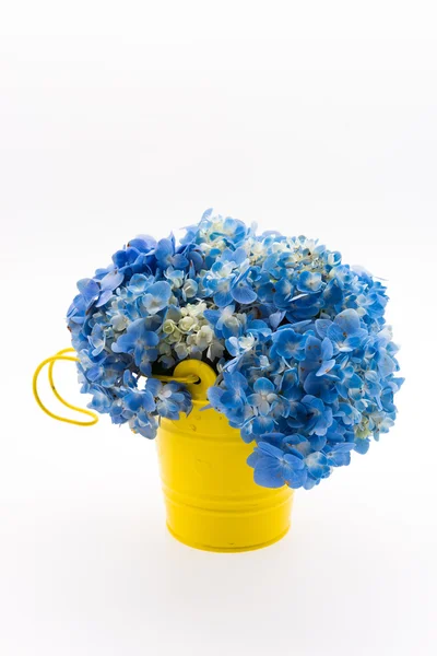 Hortensia bloemboeket geïsoleerd — Stockfoto