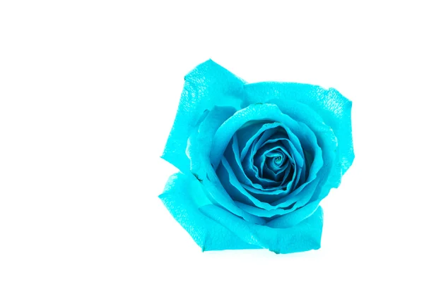 Blue rose flower — Stock Photo, Image