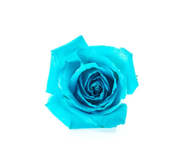 ดอกกุหลาบสีฟ้า — ภาพถ่ายสต็อก