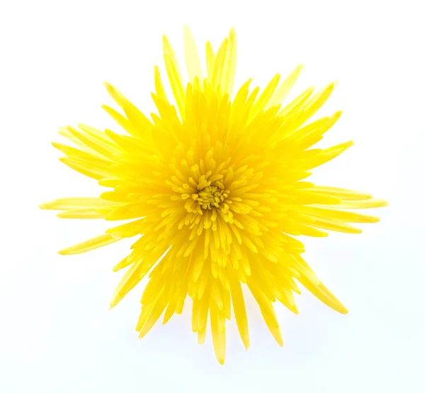 Fiore giallo — Foto Stock