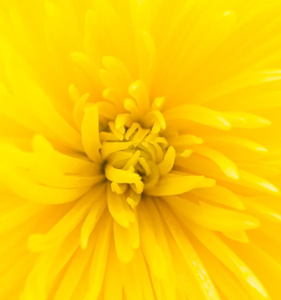 Fiore giallo al centro — Foto Stock