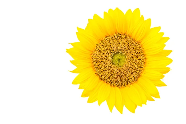 Girasoli — Foto Stock