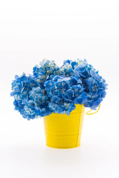 Hydrangea flower bouquet isolated — Stock Photo, Image