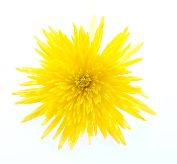 Fiore giallo — Foto Stock