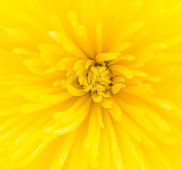 Yellow flower — Stock Photo, Image