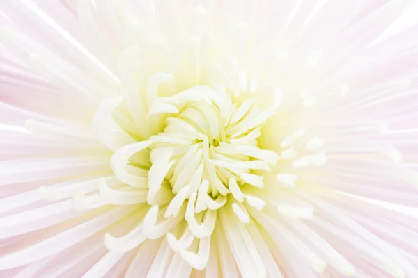 Flower — Stock Photo, Image