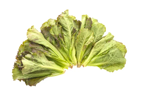 Lettuce isolated on white background — Stock Photo, Image