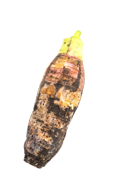 Taro root isolated on white background — Stock Photo, Image