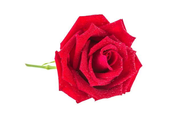 Rosa roja flor — Foto de Stock