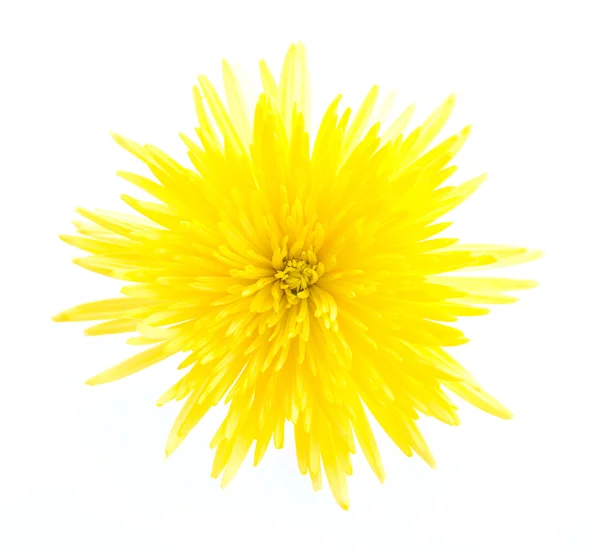 Gele aster bloem — Stockfoto