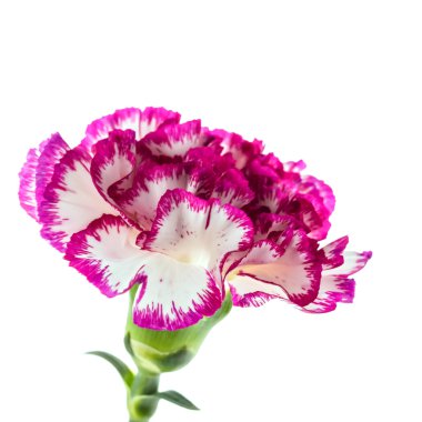 güzel pembe çiçek