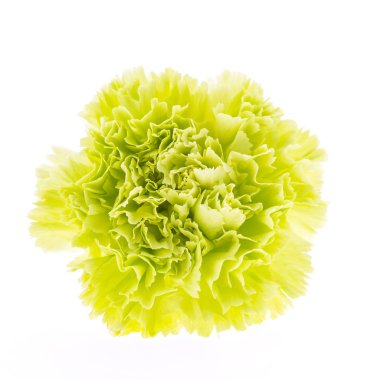 güzel yeşil çiçek