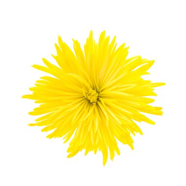 güzel sarı çiçek