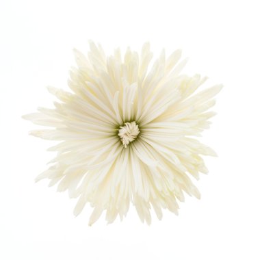 Güzel beyaz çiçek