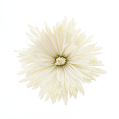 Güzel beyaz çiçek