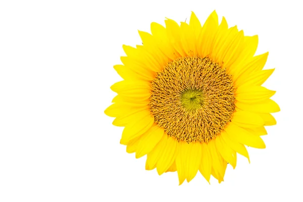 Fiore di girasole giallo — Foto Stock