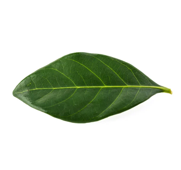 Hoja verde fresca — Foto de Stock