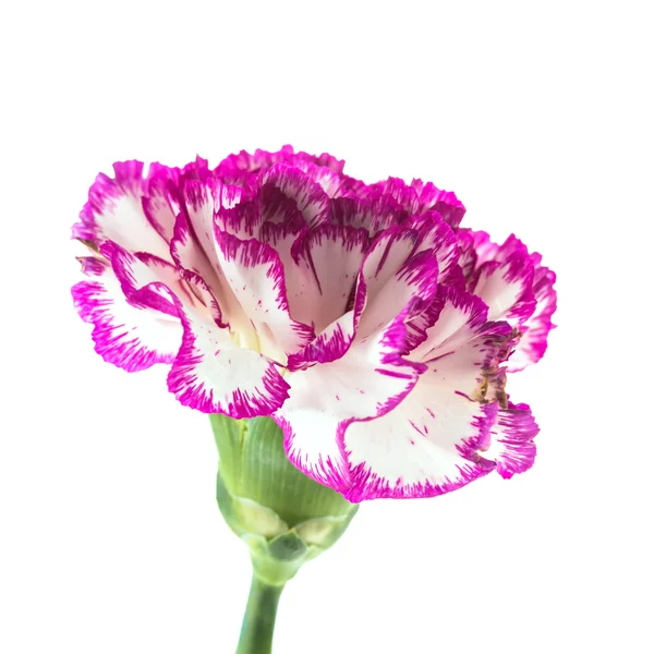 Schöne rosa Blume — Stockfoto