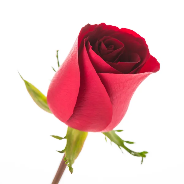 Rosa roja flor — Foto de Stock